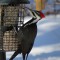 Pileated and Hairy
