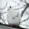 Camoflagued Rock Pigeon