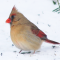 Female Northern Cardinal – 02.26.14