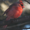 Male Northern Cardinal – 02.26.14