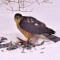 Cooper’s hawk on Mourning dove