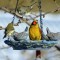 Cardinal and juncos at backyard feeder