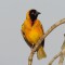 Yellow-mantled Weaver