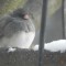 Junco waiting for Spring