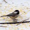 Black-capped Chickadee with Cracked Corn