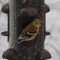 Goldfinch with eye disease