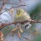 Deformed claws and beaks on American Goldfinches