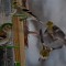 Goldfinch feeding frenzy