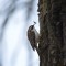 Fine Dining for a Brown Creeper