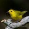 hooded warbler (female) a migratory bird of the Texas