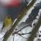 American Goldfinch on Crabapple