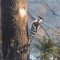 Woodpeckers at the feeders