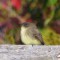 Eastern Phoebe contemplating