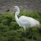 Great Egret has lunch