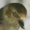 Goldfinch Eye Disease