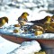 Goldfinches gathering Winter Fuel