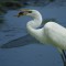 Great White Egret Fishing!