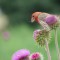 House Finch on Thistle