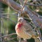 House Finch with growth on head