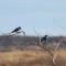 Mountain bluebirds enjoying an exotic snack at Cowsprings Lake, AZ.