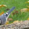Blue Jay with Sunflower Seed