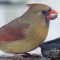 Female Northern Cardinal enjoying the deck feeder.