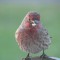 Hungry House Finch