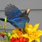 Steller’s Jay on the yellow lilies.