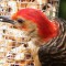 Red-bellied Woodpecker with a Peanut