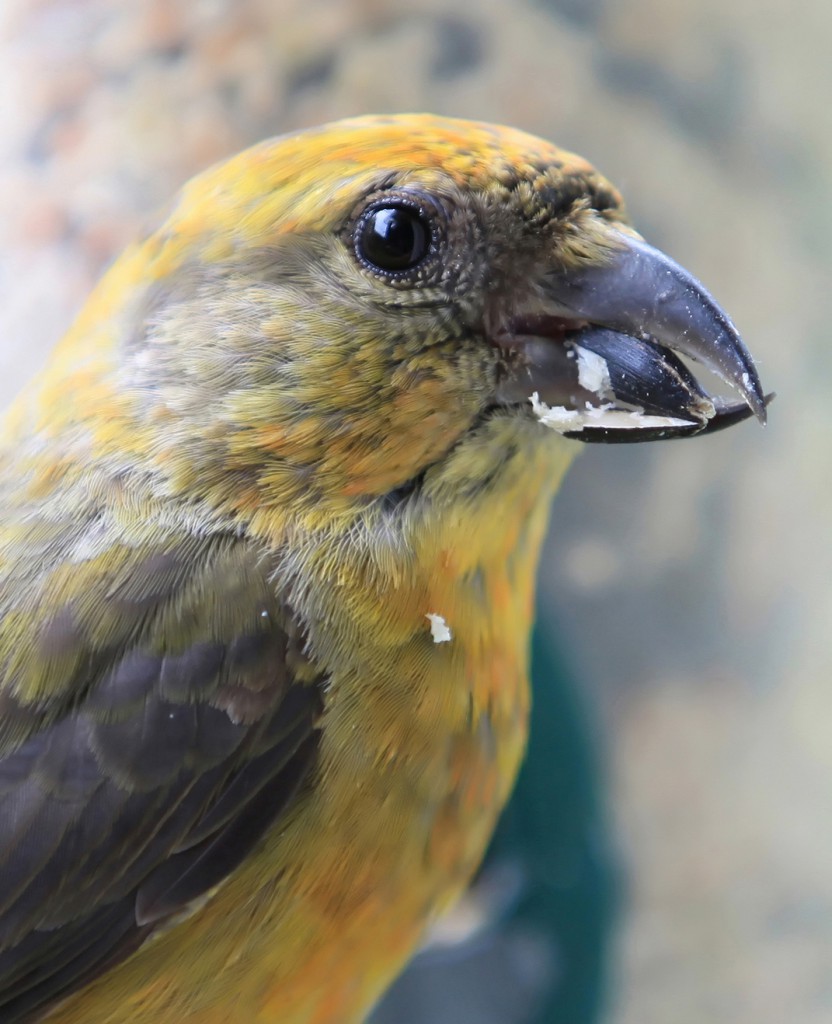 Jeg vasker mit tøj Med det samme Array af Female Red Crossbill - FeederWatch