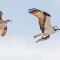 Seagull & Osprey with catch