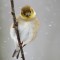 American Goldfinch in Snow