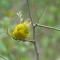 Yellow Warbler at Point Pelee National Park, Canada