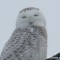 The Snowy Owl (female)