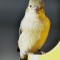 Tweety the Lesser Goldfinch