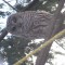 Barred Owl at the Bird Feeder