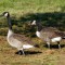 Canada Geese and Crabapples