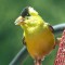 This American Goldfinch was very photogenic!