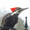 A female Pileated Woodpecker on a feeder pole looking tough!