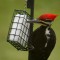 ” Pileated Comes for Lunch”