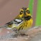 Townsend’s warbler on a fountain basin for drinks and a bath.