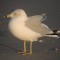Ring-billed Gull in the Wind