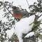 Robins have arrived in Windham, Maine, Feb 2014