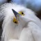 Snowy Egret sees you!