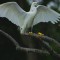 The Snowy Egret has landed!