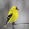American Goldfinch on a dreary May day