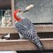 Red-bellied Woodpecker Loves His Peanuts!