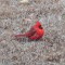 Male cardinal in my back yard