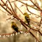 Yellow Birds On Ice