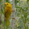 Yellow Warbler in the Marsh